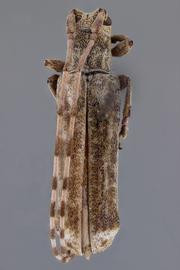  Cacostola sulcipennis , female holotype specimen; © E.H. Nearns